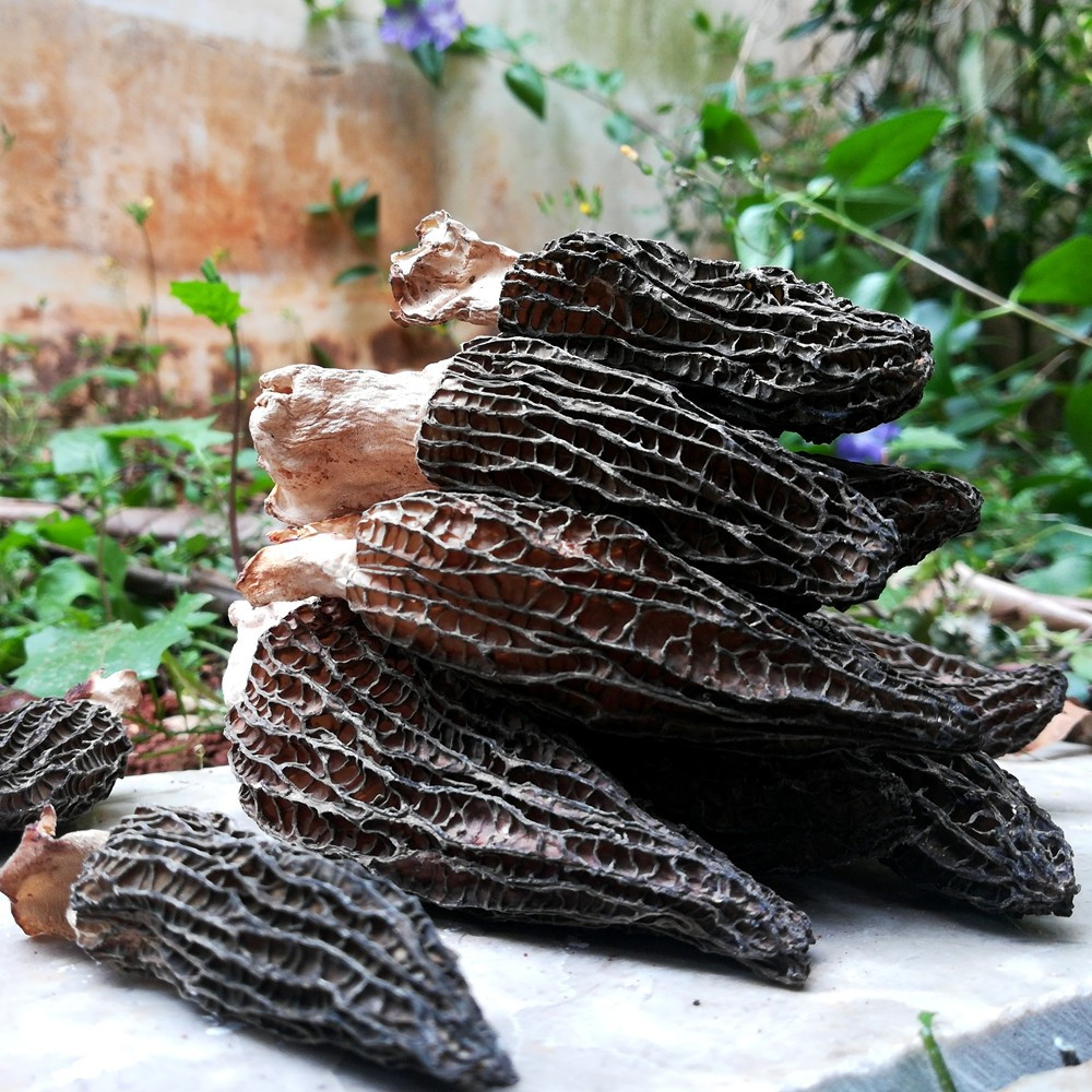 Price Of Morel Mushrooms
 Wholesale Price Dried Fresh Black Morel Mushroom For Sale