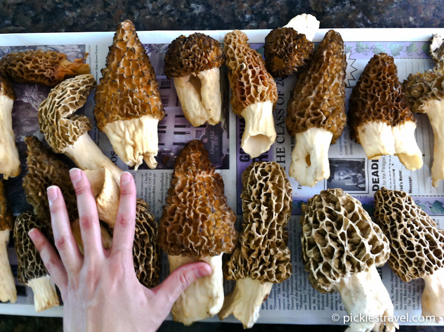 Price Of Morel Mushrooms
 Guide to Hunting Morel Mushrooms