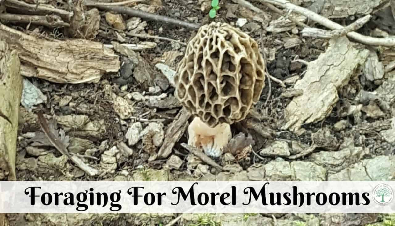 Price Of Morel Mushrooms
 Foraging For Morel Mushrooms