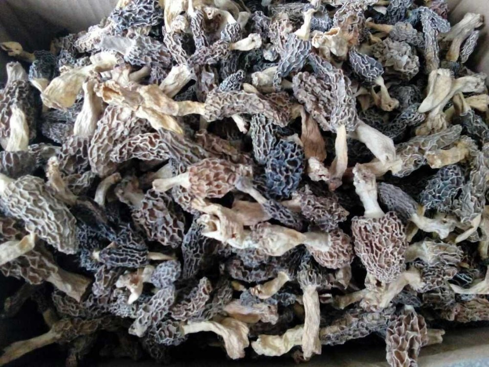 Price Of Morel Mushrooms
 Dry Morchella Conica Price Dried Morel Mushrooms China Dry
