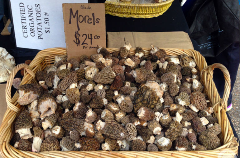 Price Of Morel Mushrooms New How to Make Money F Of the Morel Mushrooms You Found