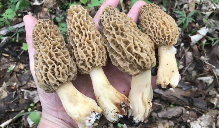 Price Of Morel Mushrooms
 The Five Most Expensive Mushrooms in the World