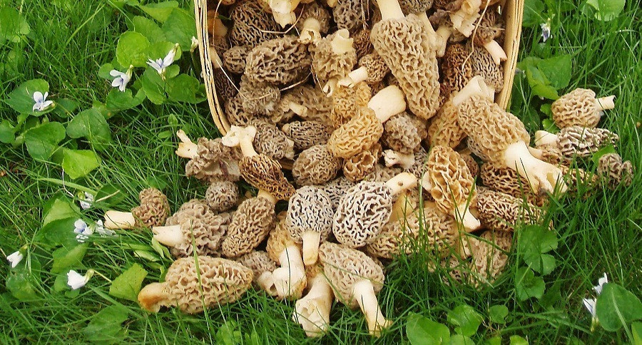 Price Of Morel Mushrooms
 2015 Morel Mushroom Prices Could Drop by 50 Percent