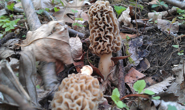 Price Of Morel Mushrooms
 5 Signs it s Morel Mushroom Season in Indiana