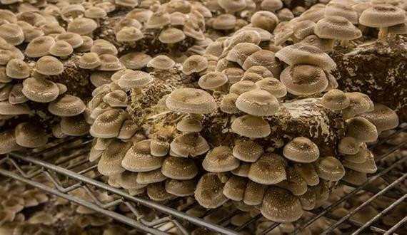 Shiitake Mushrooms Farming
 Shiitake Mushroom Growing Kit FREE SHIPPING