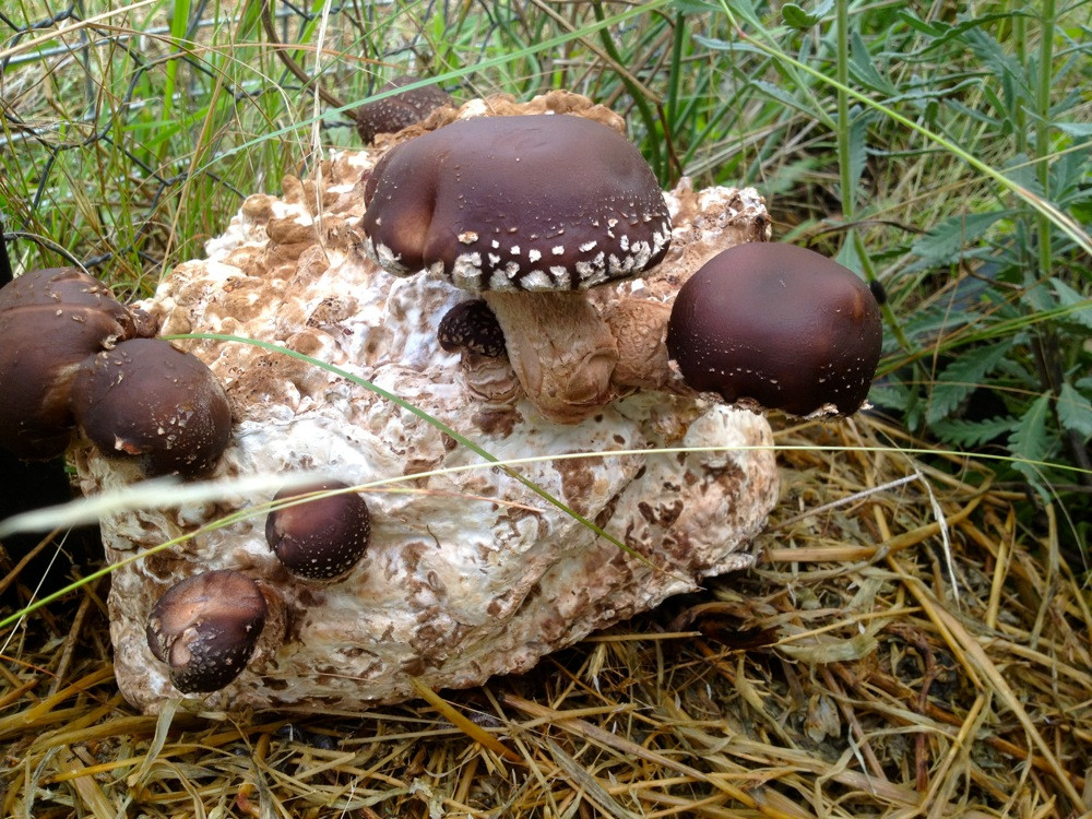Shiitake Mushrooms Farming
 Growing Shiitake Mushrooms on Sawdust Spawn Milkwood