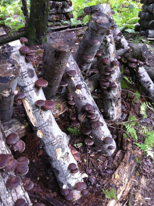Shiitake Mushrooms Farming
 Shiitake Mushrooms as a Farm and Forest Enterprise