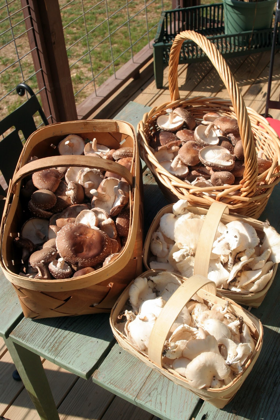 Shiitake Mushrooms Farming
 COSMO FARM Growing Shiitake Mushrooms