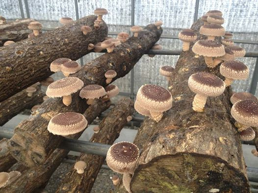 Shiitake Mushrooms Farming
 Mushrooming To her Totally Shiitake Workshop Trends