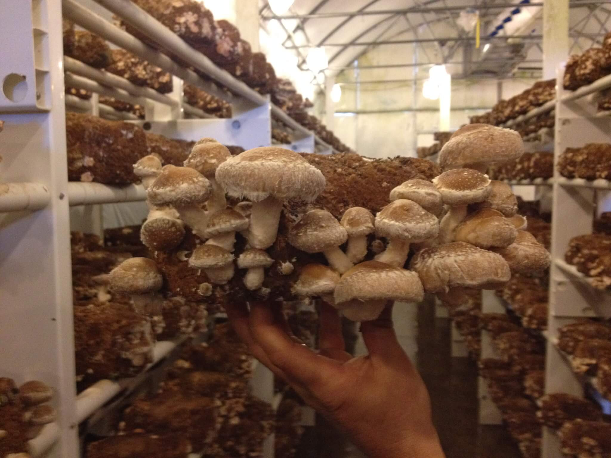 Shiitake Mushrooms Farming
 Organic Shiitake Mushroom Block