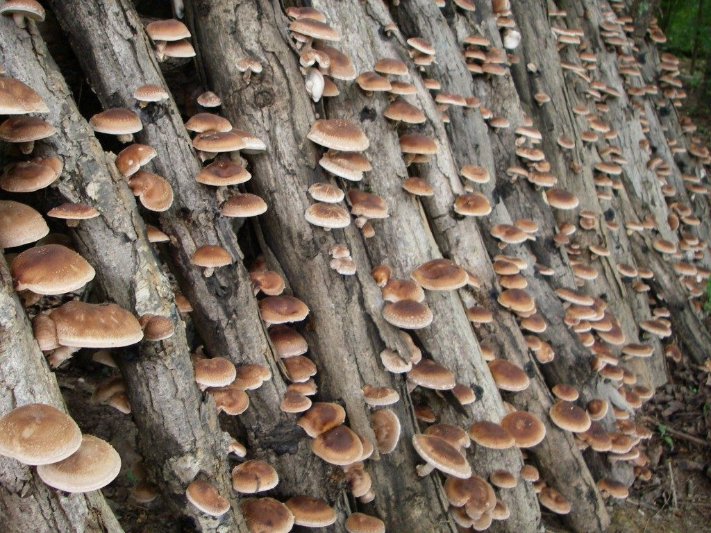 Shiitake Mushrooms Farming
 The Shiitake Mushroom A History in Magic and Folklore