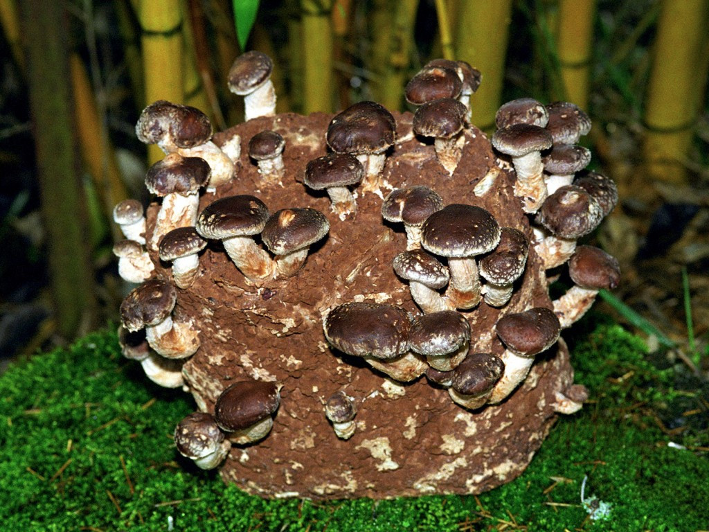 Shiitake Mushrooms Farming
 Cultivation