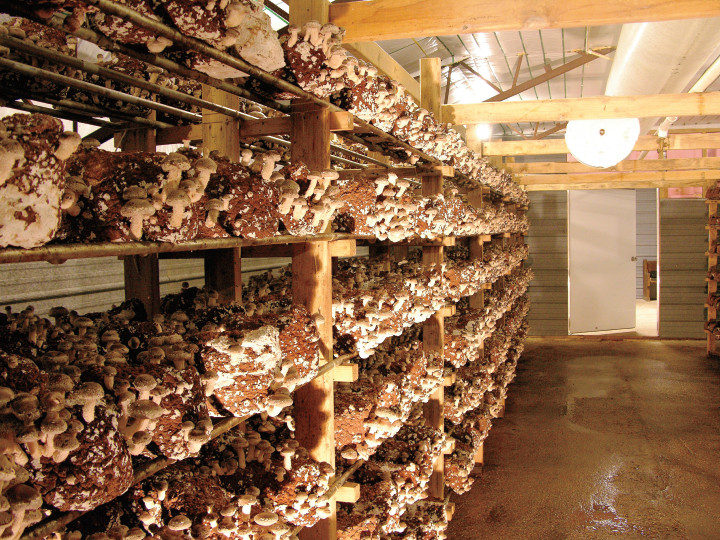 Shiitake Mushrooms Farming
 Mississippi Specialty Crops A Growing Industry