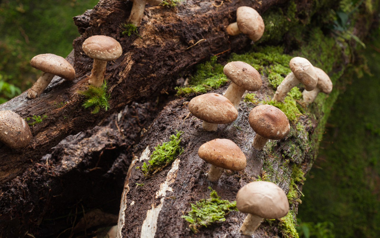 Shiitake Mushrooms Farming
 Shiitake Mushrooms an Earthy Mushroom Perfect For Soups