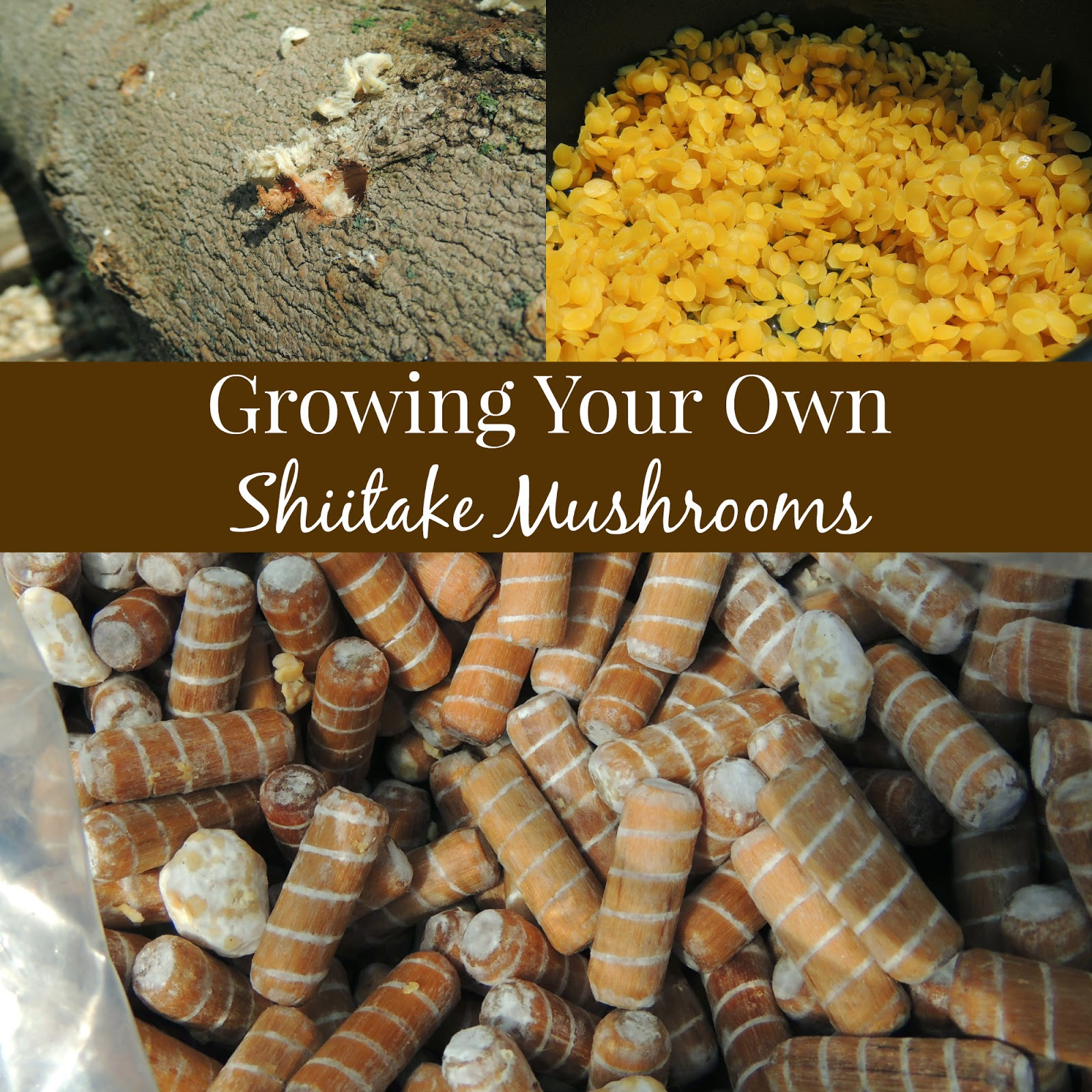 Shiitake Mushrooms Farming
 The Top 37 Homesteading Articles of 2014