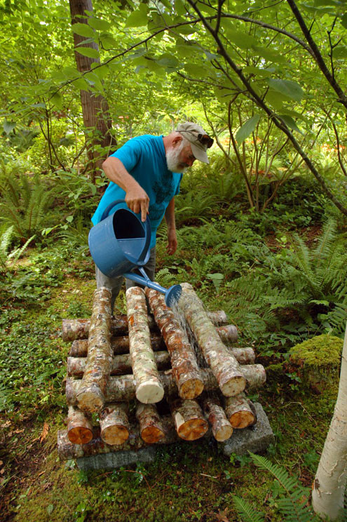 Shiitake Mushrooms Farming
 Growing Shiitake Mushrooms Dr Weil s Garden
