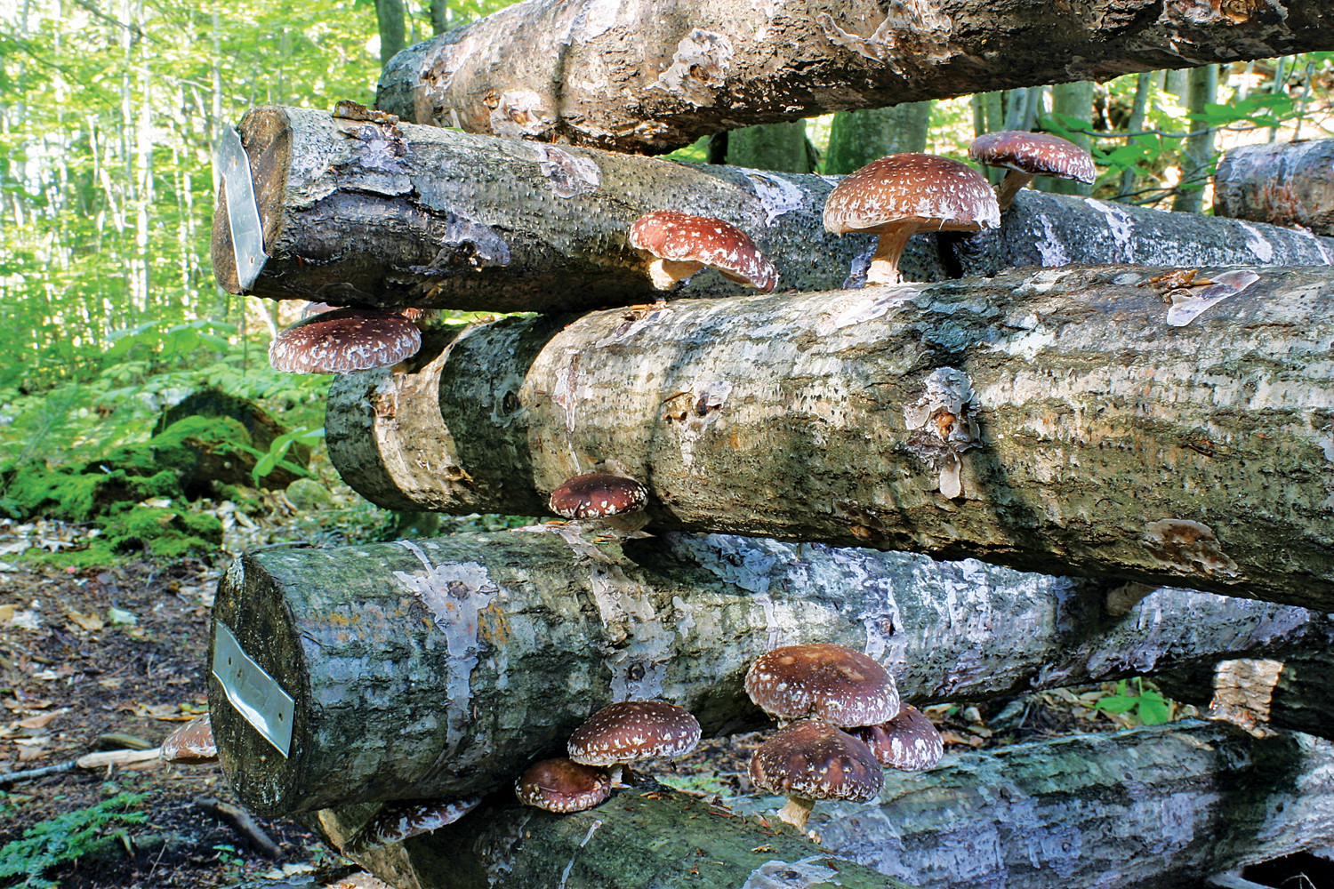 Shiitake Mushrooms Farming
 Growing Shiitake Mushrooms on a Log Countryside