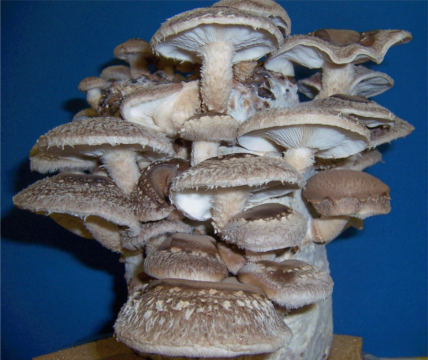 Shiitake Mushrooms Farming
 Organic Gourmet Mushroom Kits & ProductsGrow Morel