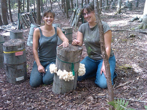 Shiitake Mushrooms Farming
 Shiitake Mushrooms A mercial Forest Farming Enterprise