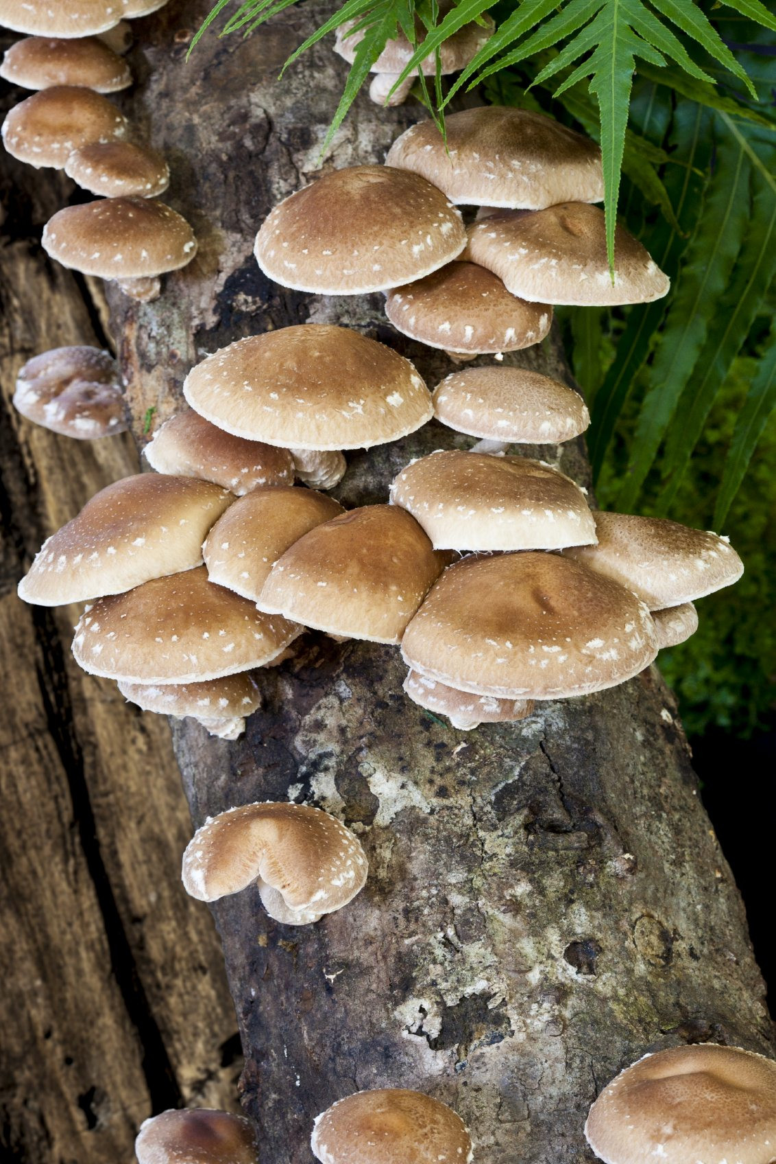 Shiitake Mushrooms Growing Awesome Can You Grow Shiitake Mushrooms Indoors – Tips Growing