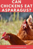 Top 30 Can Chickens Eat asparagus