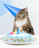 22 Ideas for Cat Birthday Cake