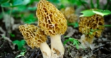 The top 30 Ideas About Photos Of Morel Mushrooms