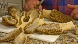 The Best Ideas for Preserving Morel Mushrooms