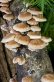 The 30 Best Ideas for Shiitake Mushrooms Growing